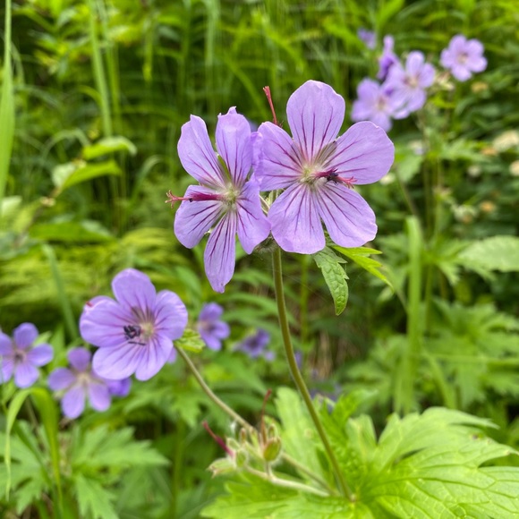 Meet your Posher, Mary - Picture 1 of 1
